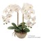 Real Touch Phalaenopsis Orchid Stem: Set of 2, 33.5-Inch, Floral Home by Artificial Flowers